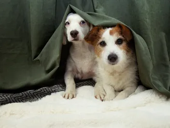 11 New Year's Eve Safety Tips for Dogs: Vet-Reviewed Safety Guide
