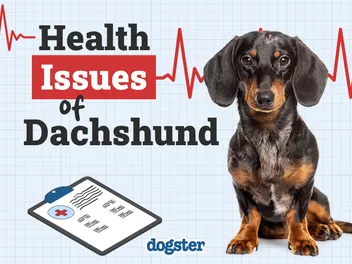9 Common Dachshund Health Issues: Vet-Verified Overview