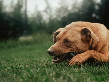 10 Best Dog Bones for Aggressive Chewers in 2026 - Reviews & Top Picks