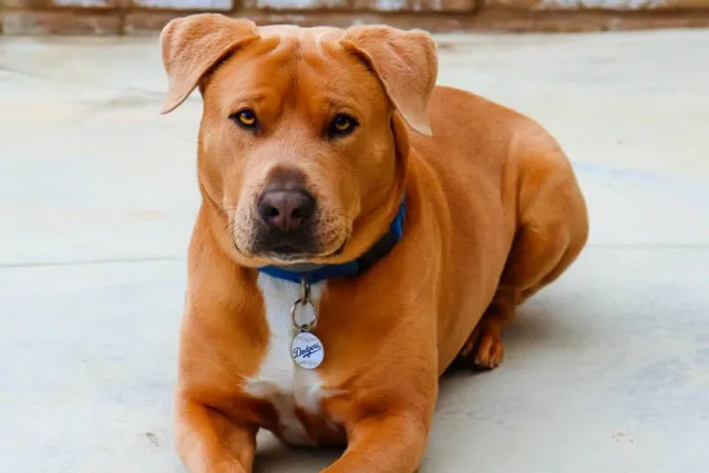 Are Pitbull Mixes Dangerous? Vet-Verified Info for Potential Owners