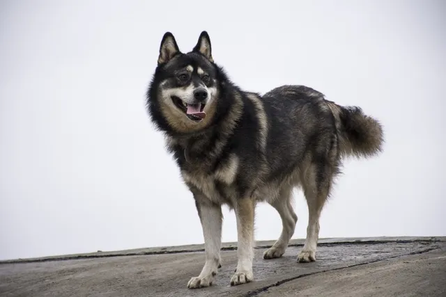 10 Siberian Husky Myths & Misconceptions: It's Time We Stop Believing These