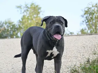 Neapolitan Mastiff: Dog Breed Info, Pictures, Traits & Care