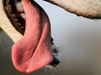 12 Vet-Verified Facts About a Dog’s Tongue