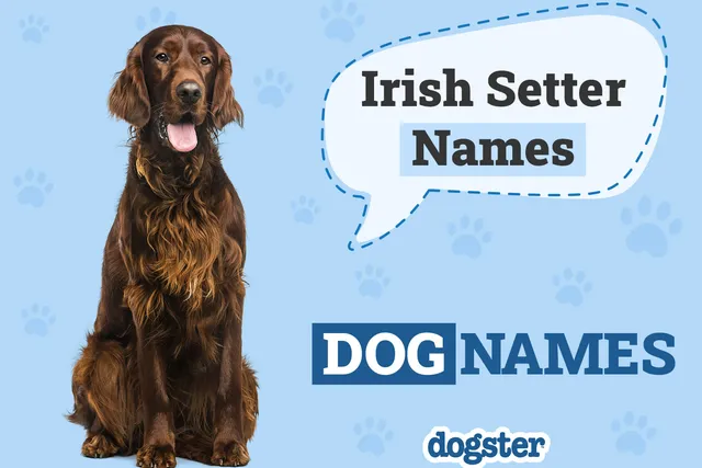 150+ Irish Setter Names: Unique, Popular & Best Ideas
