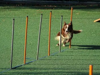 10 Best Dog Training Books for Rescue Dogs in 2026 – Reviews & Top Picks