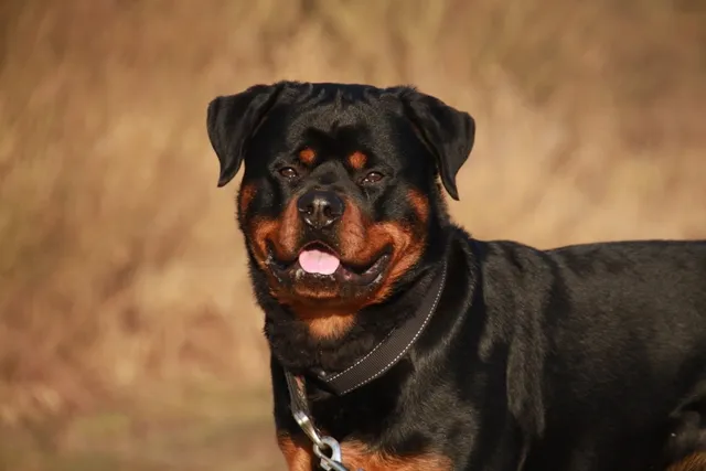Do Rottweilers Get Their Ears Cropped? Facts & FAQ