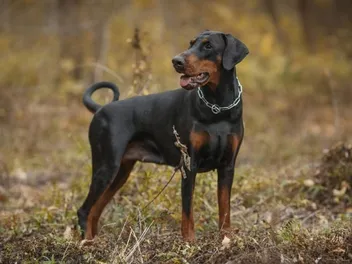 12 Interesting Facts About the Doberman Pinscher (Vet-Reviewed)