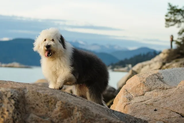 33 English Dog Breeds (With Info & Pictures)