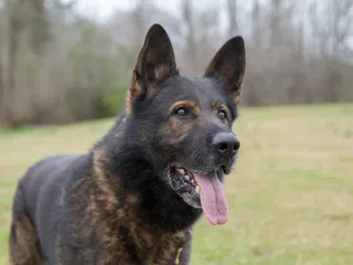Czech German Shepherd Dog Breed: Info, Pictures, Care & Facts