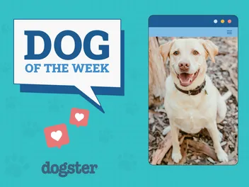 Dogster Photo Contest: Dogs of the Week Winners (August 7, 2025)