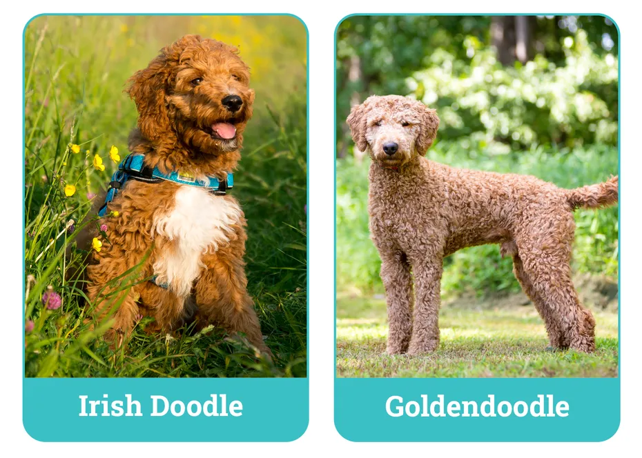 Irish Doodle vs Goldendoodle