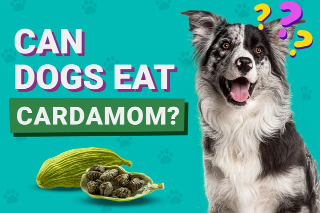 Can Dogs Eat Cardamom? Is It Safe? Vet Reviewed Dietary Guidance