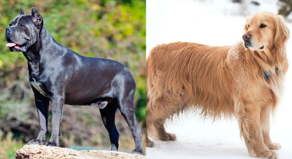 Parent breeds Cane-Corso-Golden Retriever Mix Groom