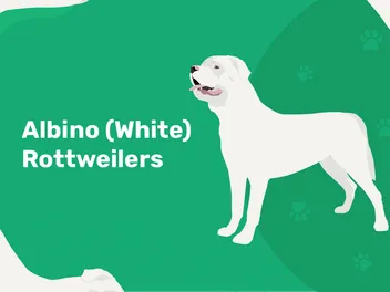 Albino (White) Rottweilers: Care Guide & Health Concerns