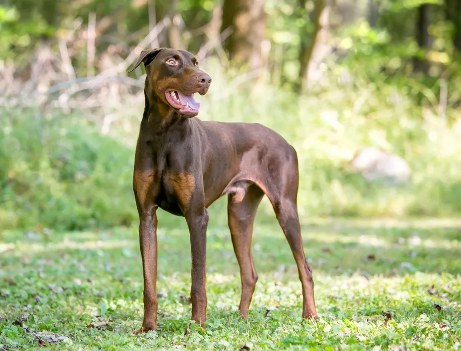 Red Doberman Pinscher dog with natural uncropped ears standing outdoors