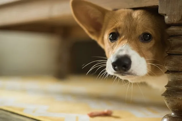 Why Is My Dog Scared of Everything? Causes & How to Help (Vet Answer)