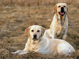 11 Great Guard Dogs for a First-Time Dog Owner (With Pictures)