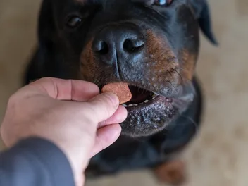 How Often Should I Deworm My Dog? Our Vet Explains When, Timings & Schedule