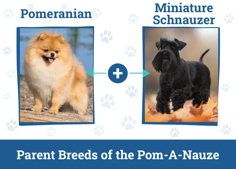 Parent Breeds of the Pom-A-Nauze