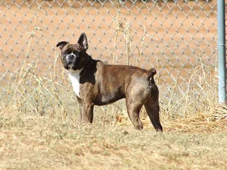 Miniature Boxer (Boston Terrier & Boxer Mix): Info, Pictures, Care & More