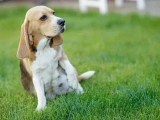 Puppy Absorption in Dogs: Vet-Reviewed Definition, Causes & Useful Info