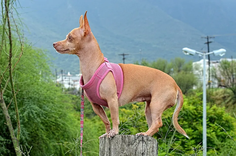 Female Chihuahua