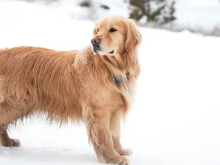 9 Most Popular Dog Breeds in Virginia (2026 Update with Pictures)