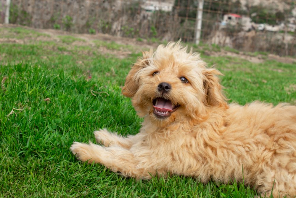Mini Goldendoodle puppy dog walks outdoors on a green lawn