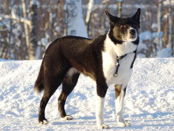 Do Dogs Like Cold Weather? Vet Approved Canine Behavior & FAQ