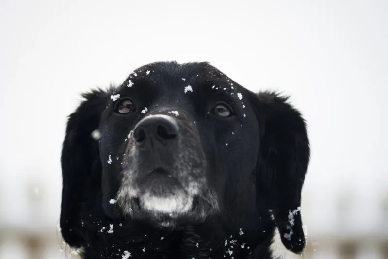 black-springador-in-snow