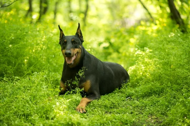 German Shepherd Doberman Mix: Info, Pictures, Care & More