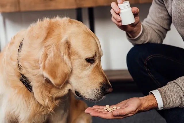 9 Vitamins Your Dog Needs for a Healthy & Happy Life