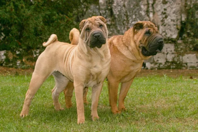 How Much Do Shar Peis Shed? Grooming Needs & FAQ