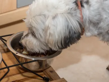 9 Best Elevated Dog Bowls in 2026 - Review & Top Picks