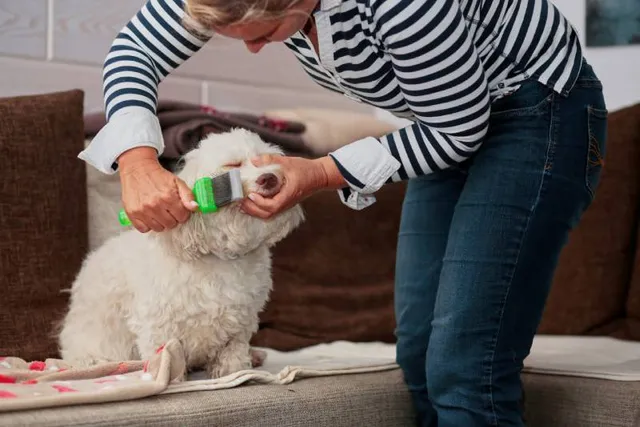 7 Adorable Havanese Haircuts (With Pictures)