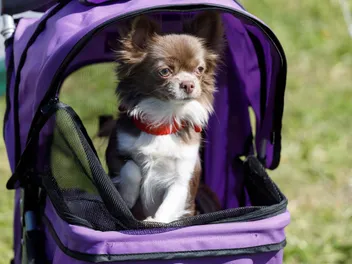 8 Best Dog Strollers for Hiking in 2026: Reviews & Top Picks