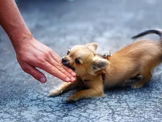 How Strong Is a Chihuahua’s Bite Force? Vet-Verified Facts & PSI Measurements