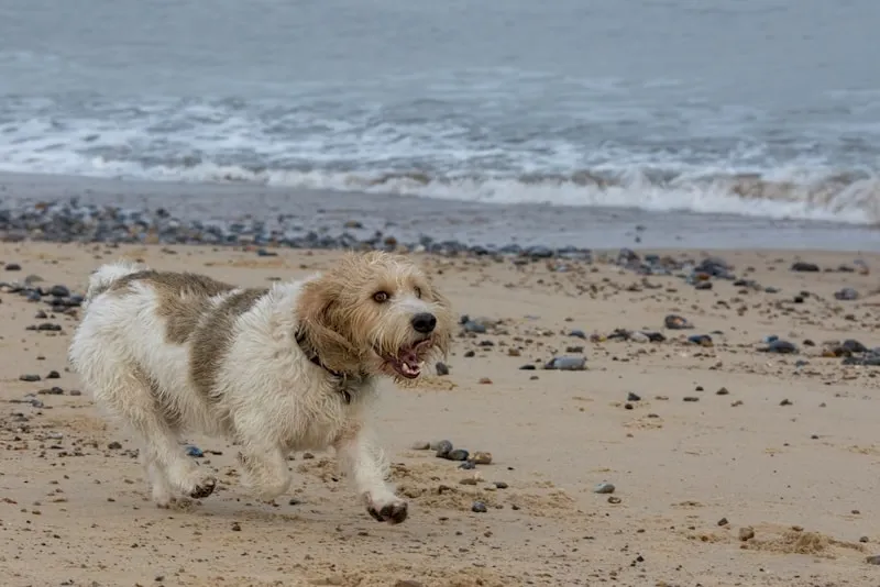 Grand Basset Griffon Vendéen running on the beach