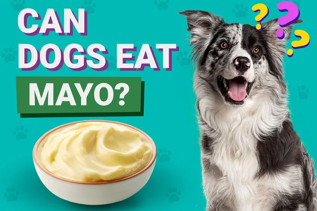 Can Dogs Eat Mayo? Vet-Verified Nutritional Facts & FAQ
