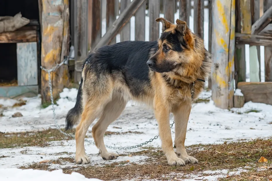 dog being tethered outdoors
