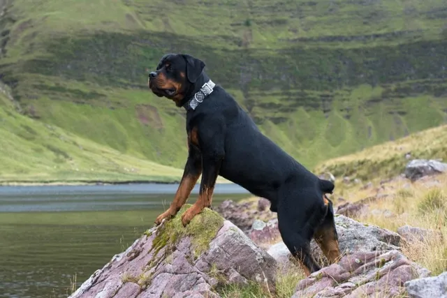 Are Rottweilers Good Herding and Farm Dogs? Facts & FAQ