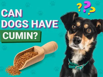 Can Dogs Have Cumin? Vet-Reviewed Nutrition Facts & FAQ