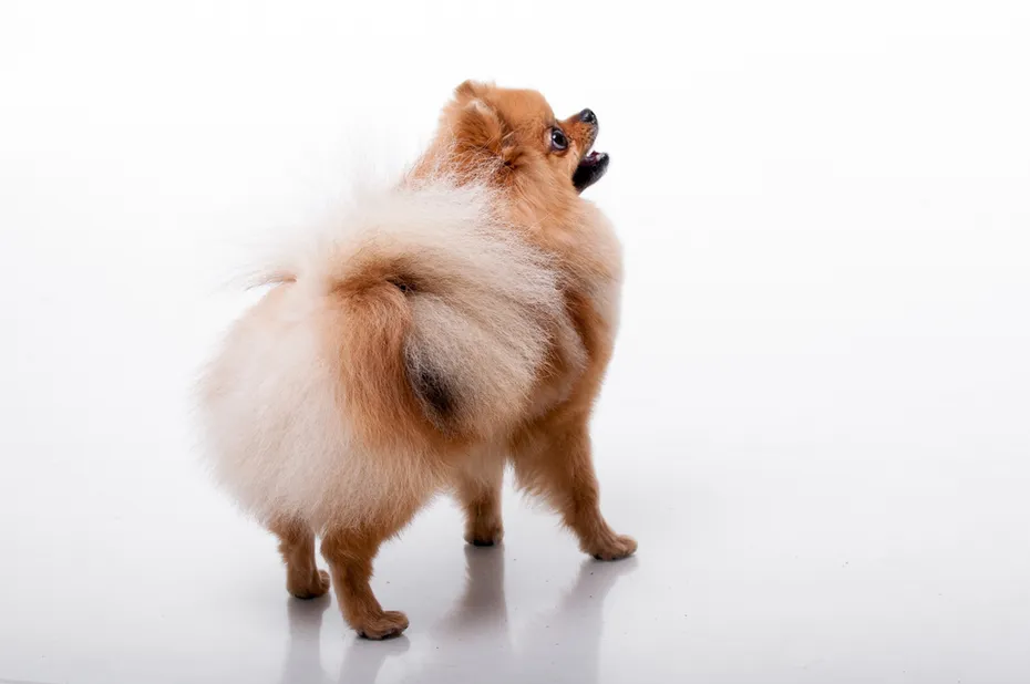 Pomeranian spitz on white background