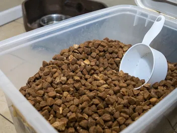 Can I Feed My Dog Store-Bought Kibble? Vet-Approved Nutrition Facts