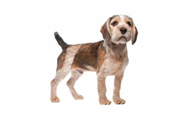Cava Tzu (Cavalier King Charles Spaniel & Shih Tzu Mix): Info, Pictures & Care