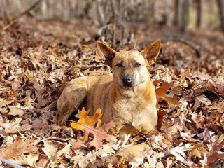 What Is a Phu Quoc Ridgeback Dog? History & Fun Facts