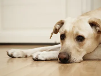 Do Dogs Feel Guilty? Understanding Dog Behavior & Emotions