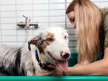 7 Best Dog Shampoos for Australian Shepherds in 2026: Reviews & Top Picks