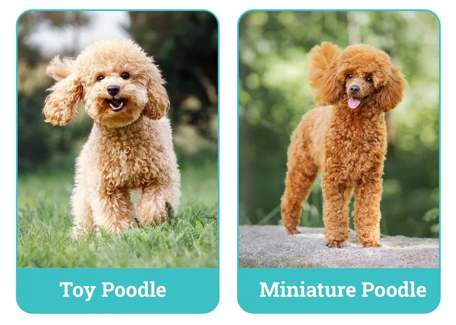 Toy Poodle vs Miniature Poodle