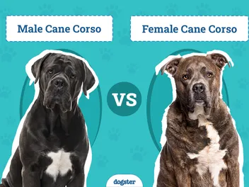 Male vs. Female Cane Corso: The Differences (With Pictures)